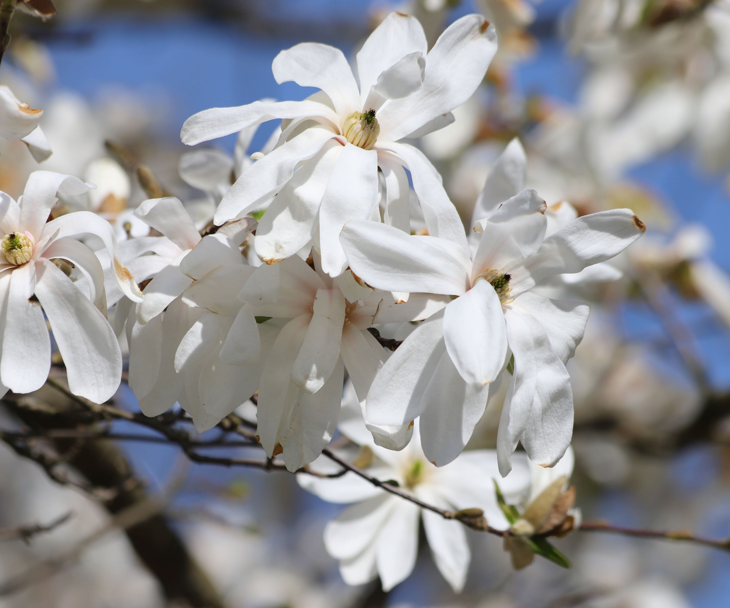 star magnolia tree with bright white flowers