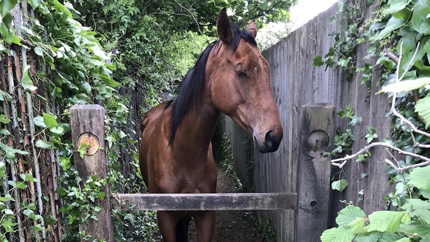 Trapped-bay-horse-i1-copy.jpeg