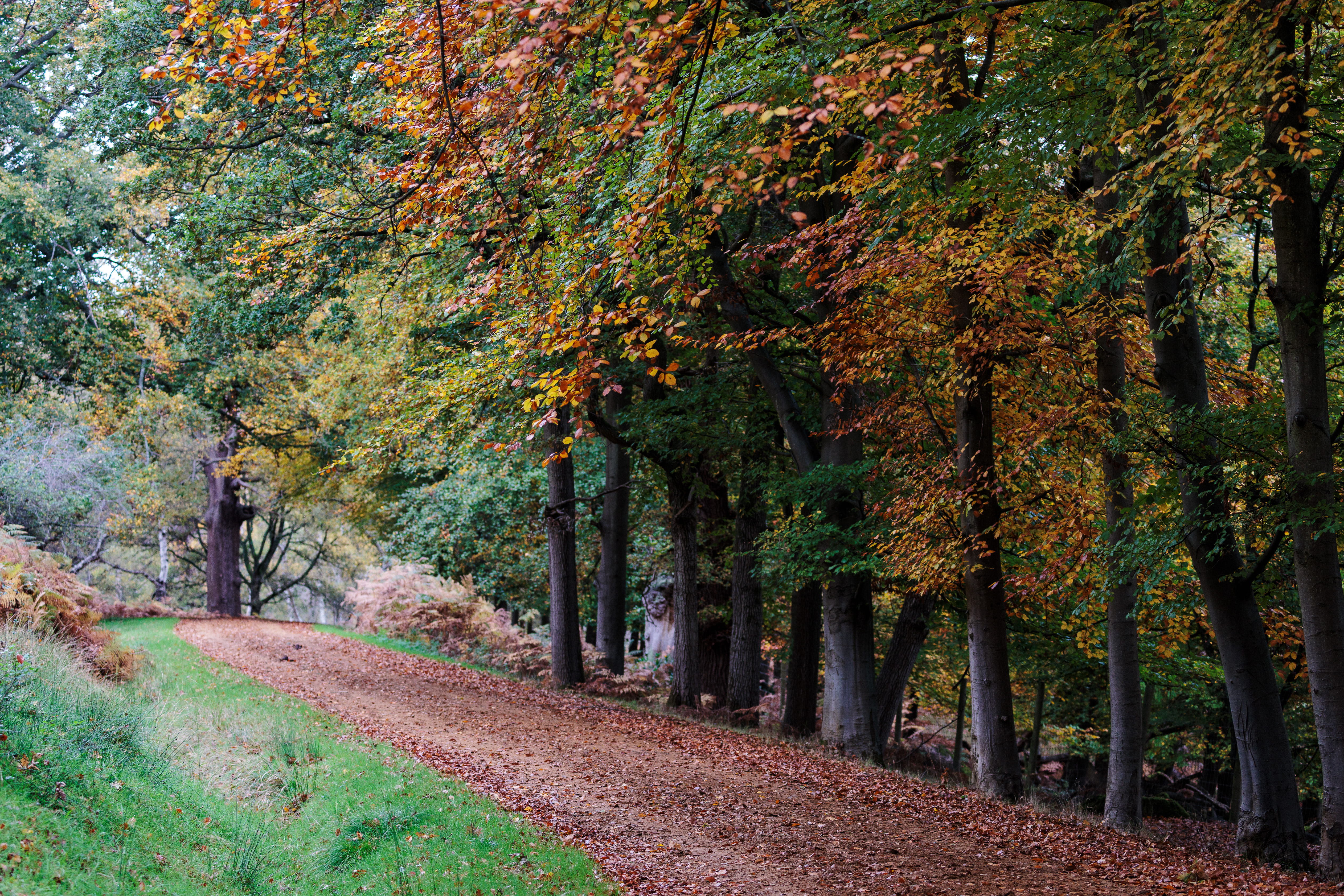 An image of a path in Windsor Great Park, which features in Annihilation (2018).