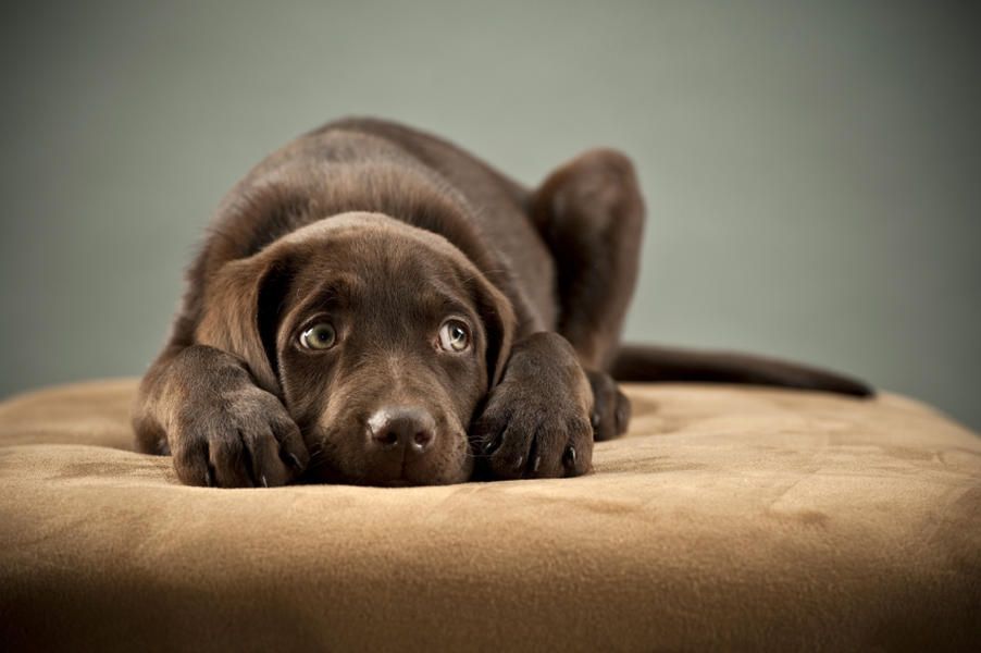 Mayor: Dog belonging to Texas Ebola patient will not be euthanized