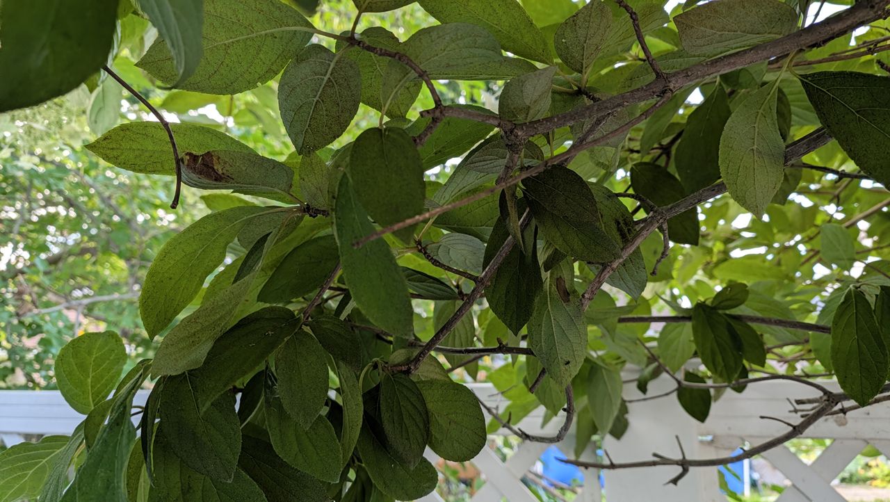 Google Pixel 11 Pro Fold REVIEW Photo Samples