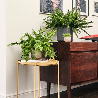Patch Plants Bertie the Boston fern sitting on top of a side table next to a sideboard with other house plants
