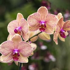 Orchid multiple orange flowers with crimson stripe an pink column, throat and lip.