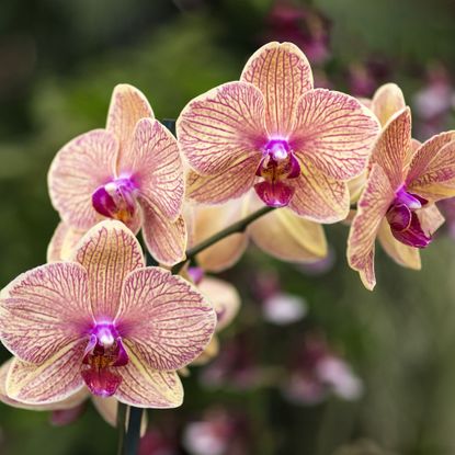Orchid multiple orange flowers with crimson stripe an pink column, throat and lip.