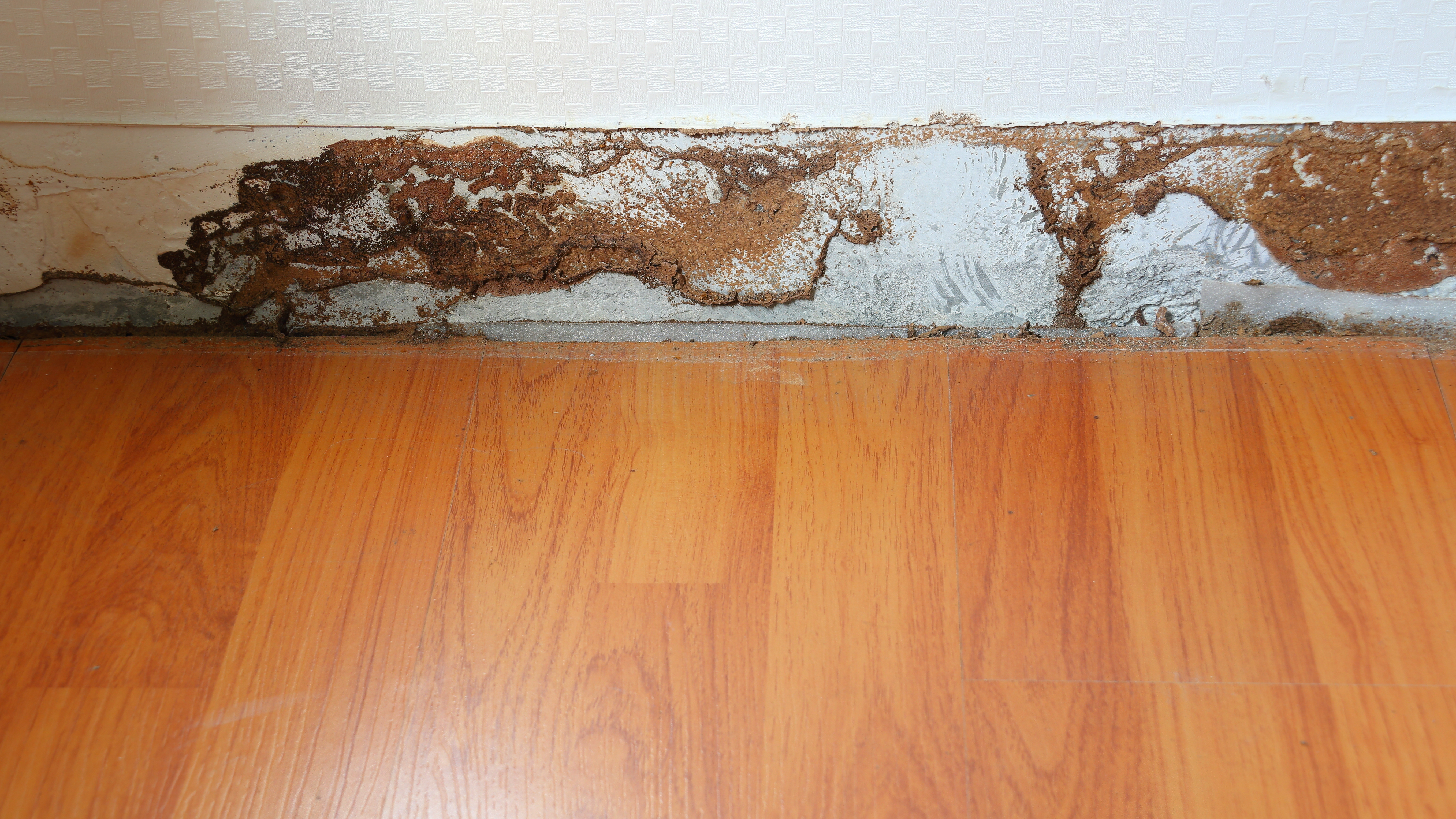 Interior damage by ants