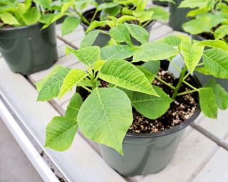 potted young poinsettia plants