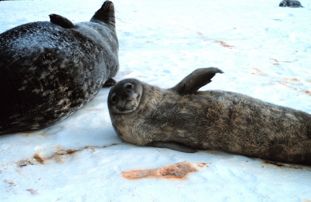 Gallery: Seals of the World: Page 2 | Live Science