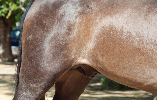 Gelding-Alamy-D1D0W5_239807431_362385322.jpg