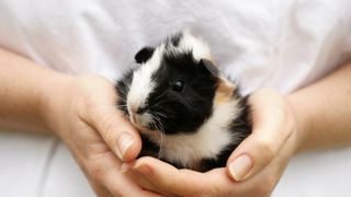 Guinea pig cupped in person's hands