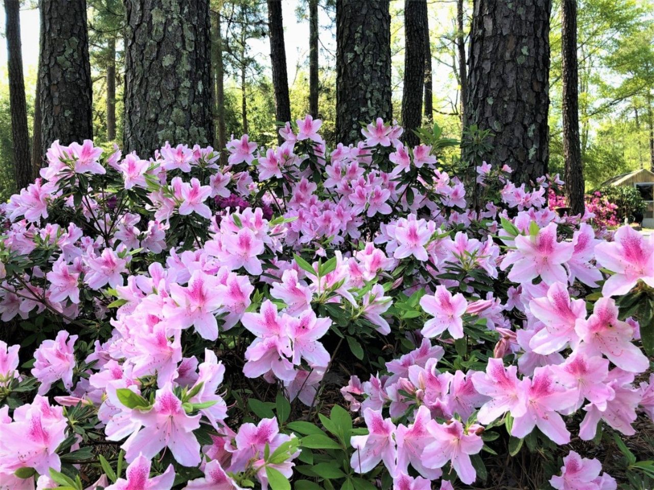 Pink Flowered Deciduous Shrubs