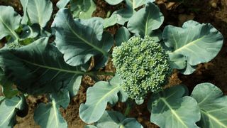 broccoli plant