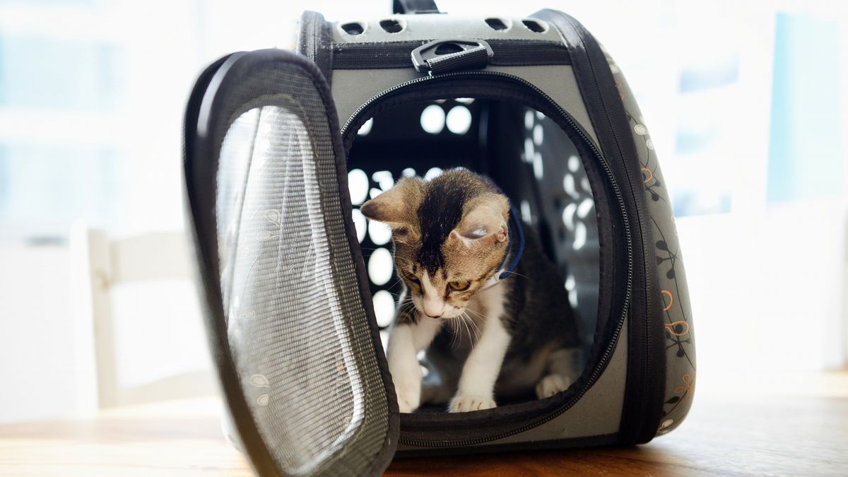 Extra Large Cat Carrier Review, Pet Magasin