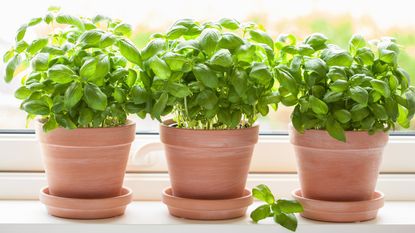 Learning how to grow basil indoors on the windowsill