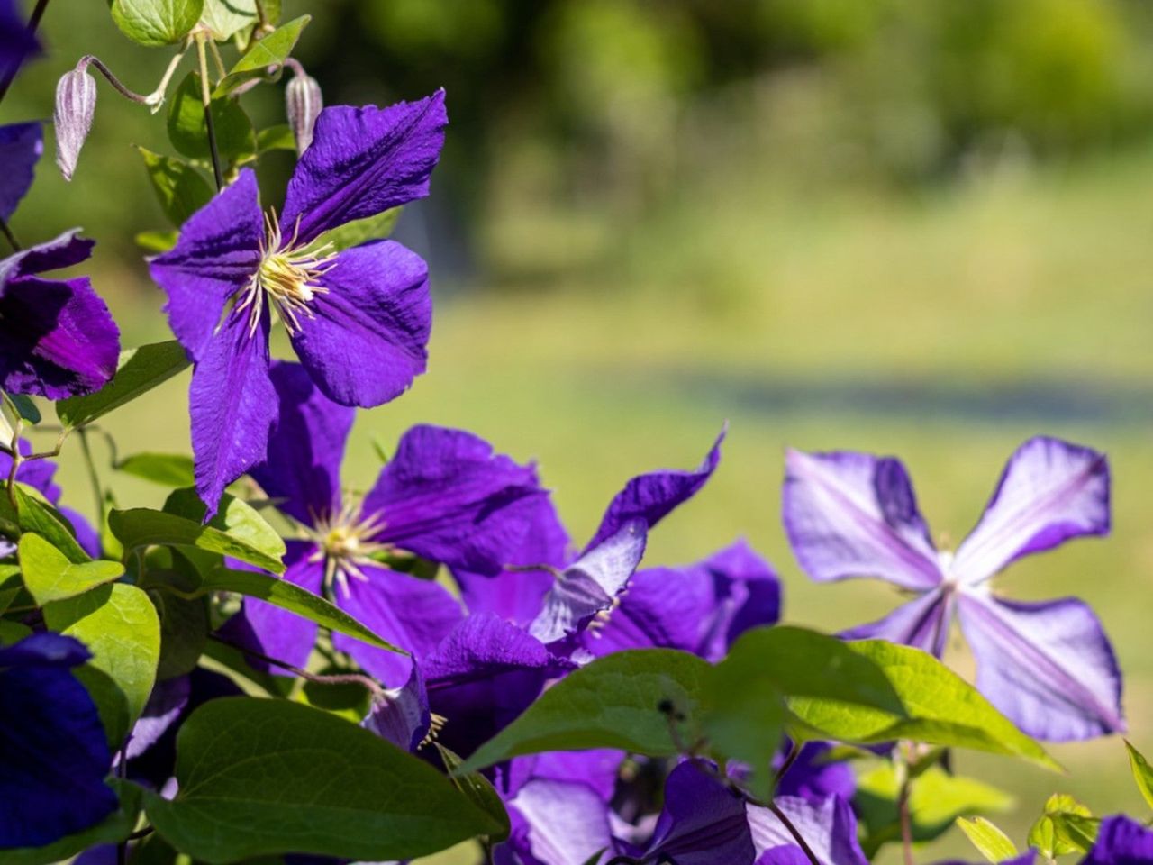 Purple Jackman Clematis Vine