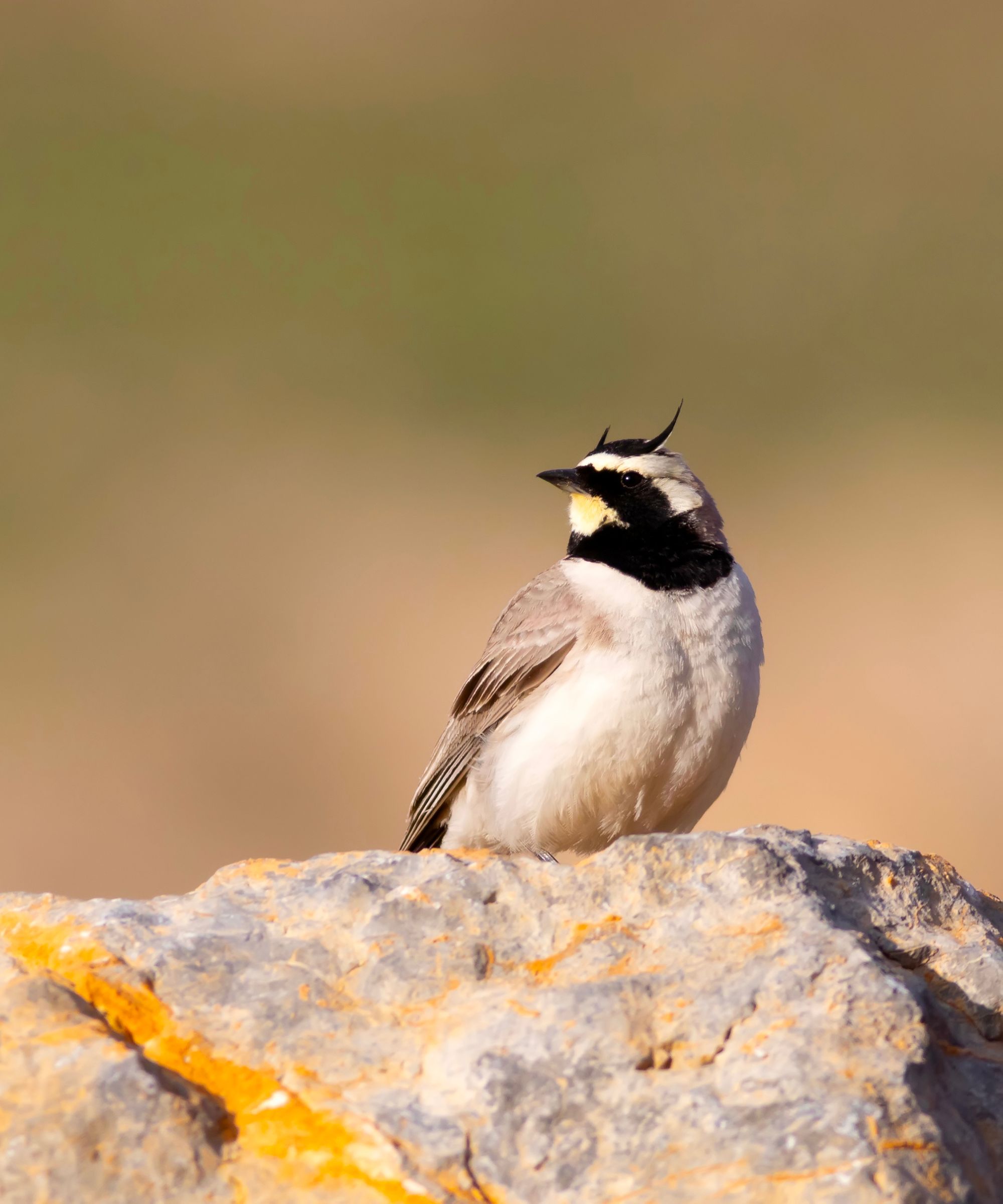 Horned lark on rock