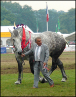 heavyhorsebdmain.jpg