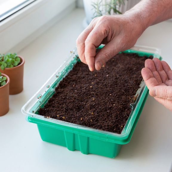 A War Is Raging: Growing Seedlings Inside | Gardening Know How