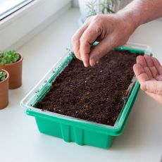 windowsill gardening, planting seeds indoors 
