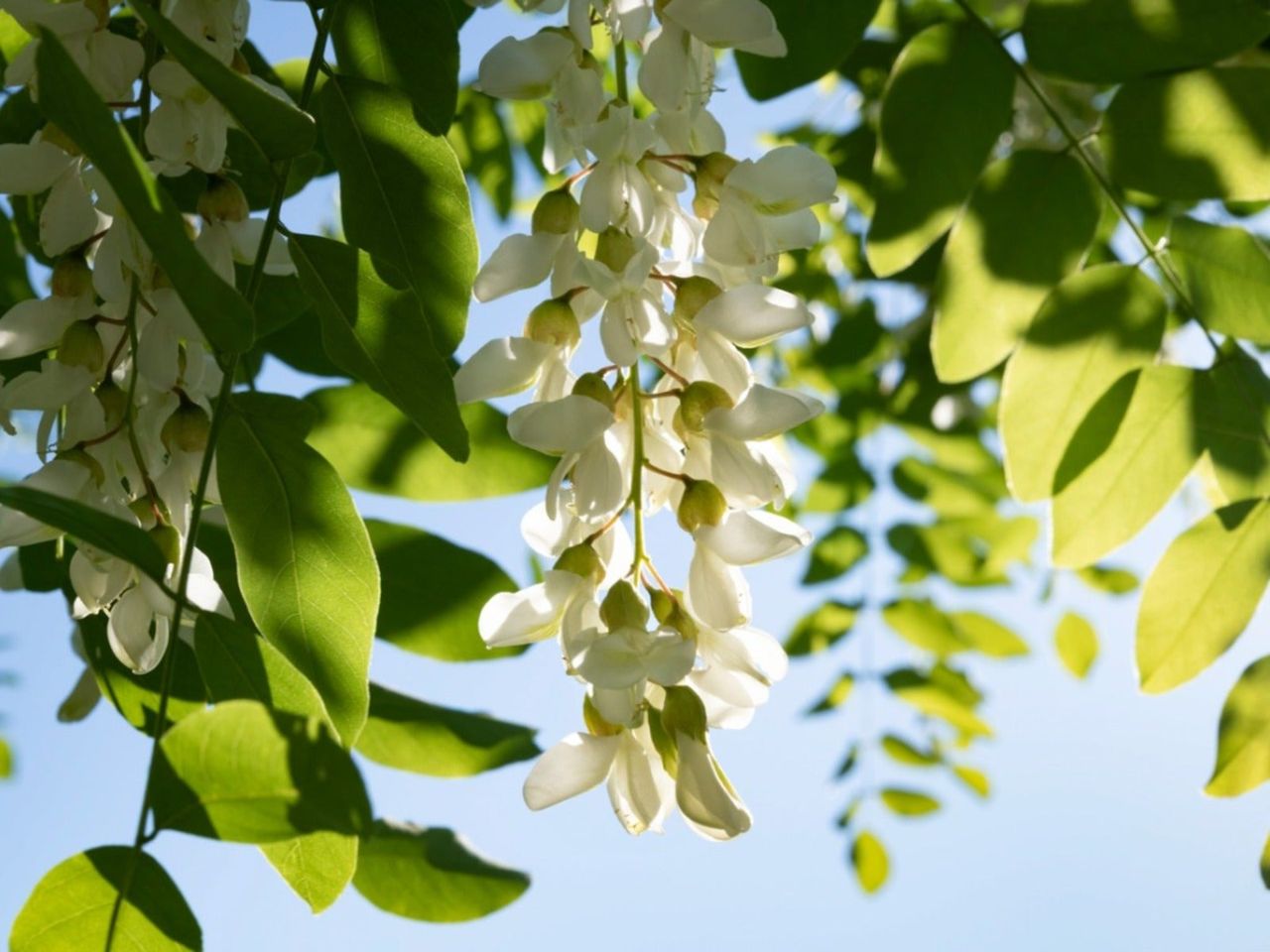 White acacia flowers growing on a tree