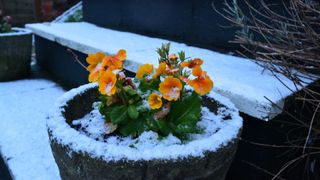 picture of yellow flowers in a pot with a dusting of snow