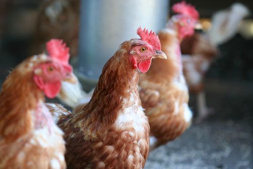 close up of several chickens