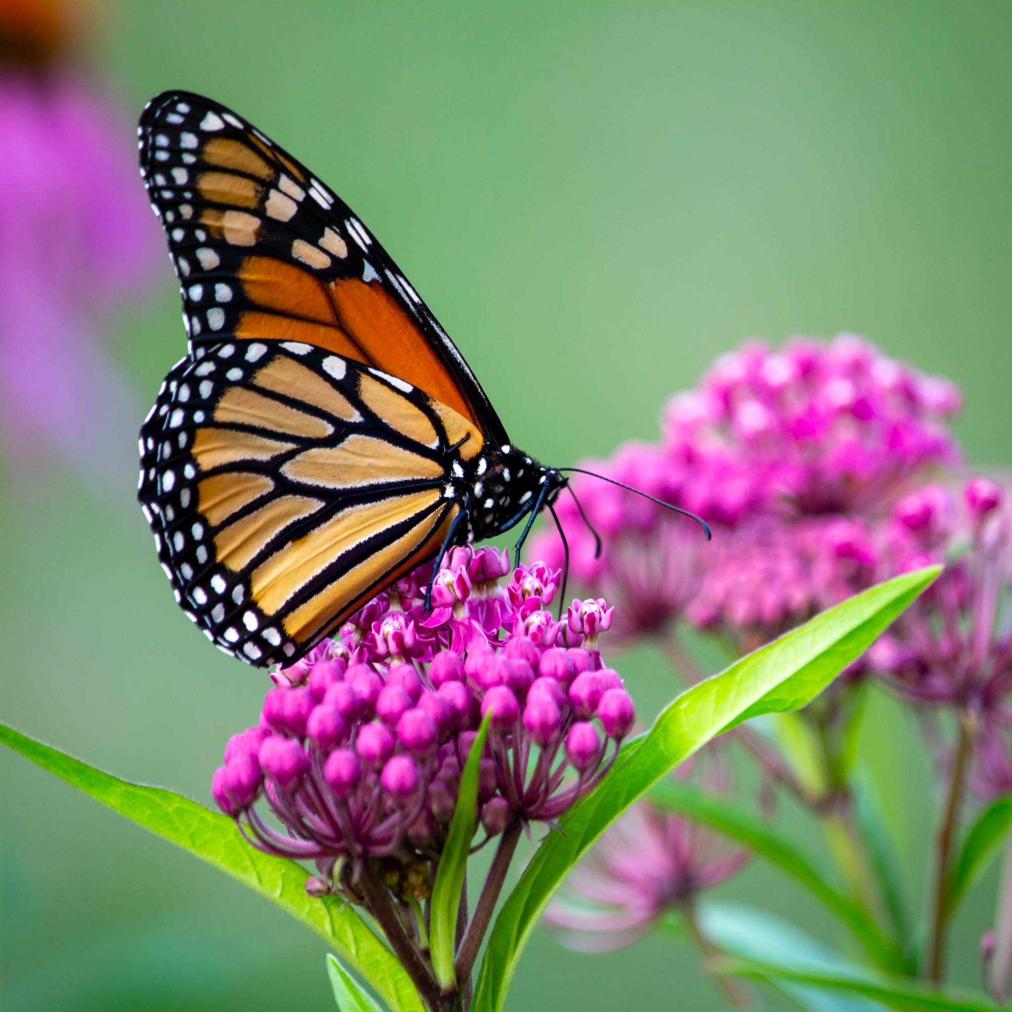 monarch butterfly on milkweed bloom
