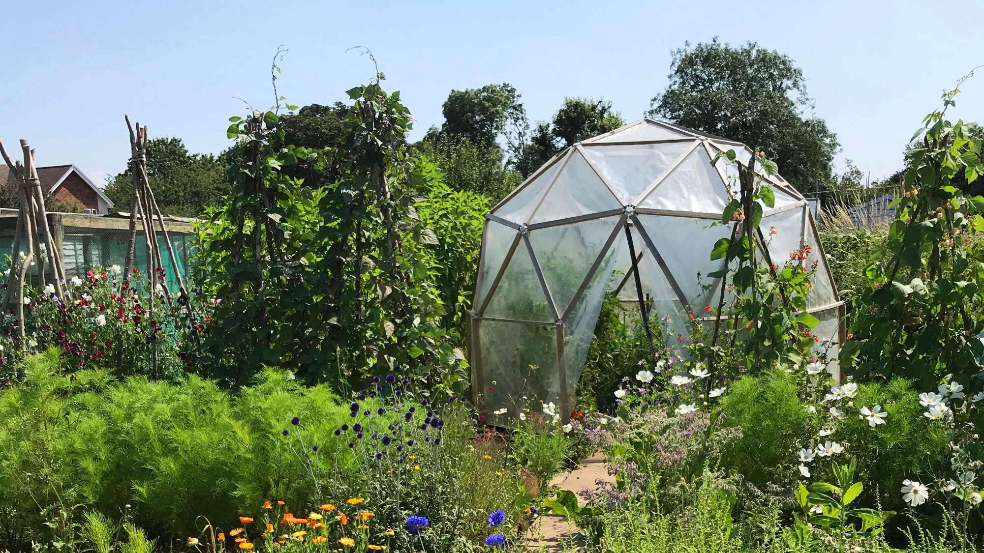DIY greenhouse built with a geodesic kit