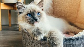 A tan coloured Ragdoll kitten with bright blue eyes relaxing in a cat bed with paws over the side.