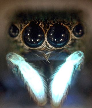 A photo of a jumping spider's head and glowing front appendages.