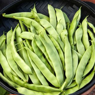 Bean, Early Bush Italian