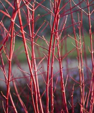 Red winter dogwood stems