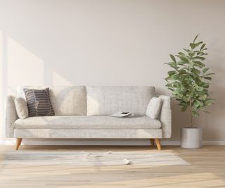 White fabric sofa, fiddle leaf fig plant, wooden working desk and chair in modern and luxury creamed wall, baseboards and parquet floor room with sunlight from window