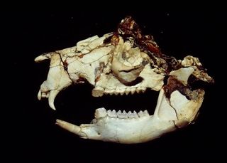 Skull of Balbaroo fangaroo, a member of the fanged kangaroos that may have been in direct competition with Cookeroo hortusensis.