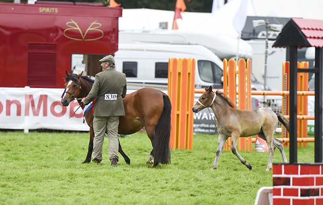 Mallards Wood Goddess - naughty foal pulled handler over and escaped (to the delight of the crowd)