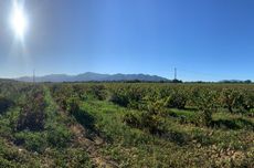 wines from Occitanie