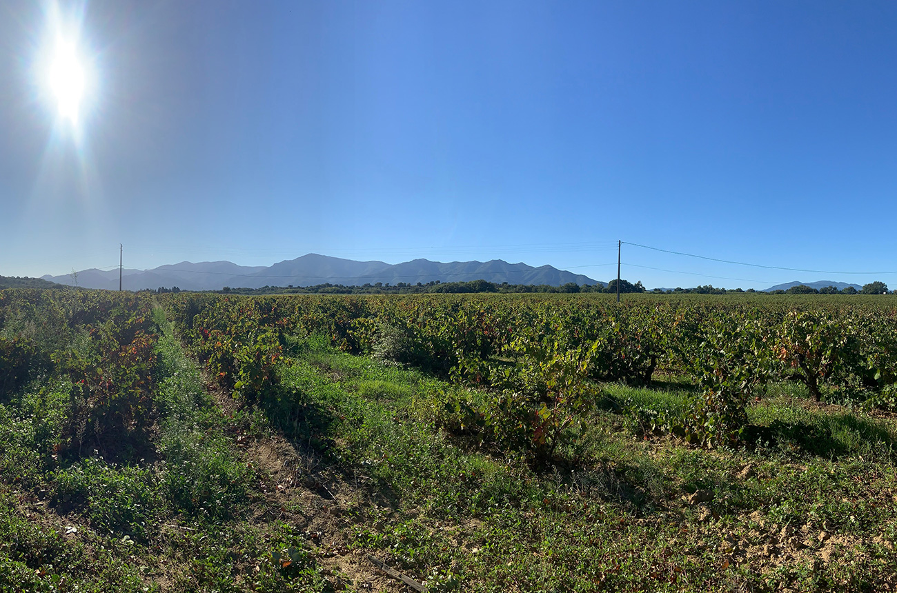 wines from Occitanie