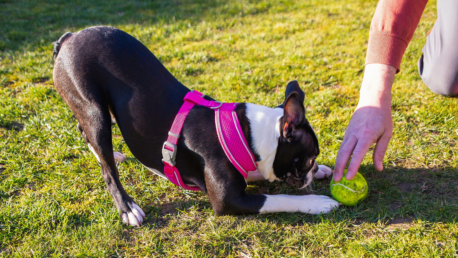 a Boston terrier puppy play bows in front of a tennis ball