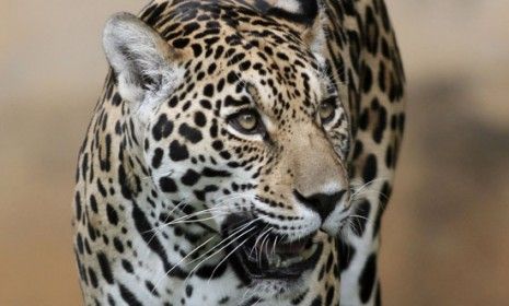 An onca pintada jaguar walks in the Jardim Zoo in Brasilia, Brazil