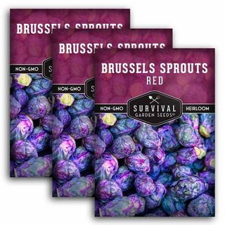 3 Packs Red Brussels Sprouts Seed - Brassica - Non-Gmo Heirloom Biennial Full Sun