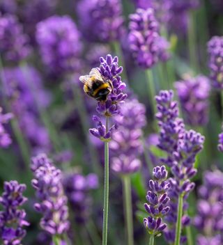 how to grow lavender: bee-friendly lavender