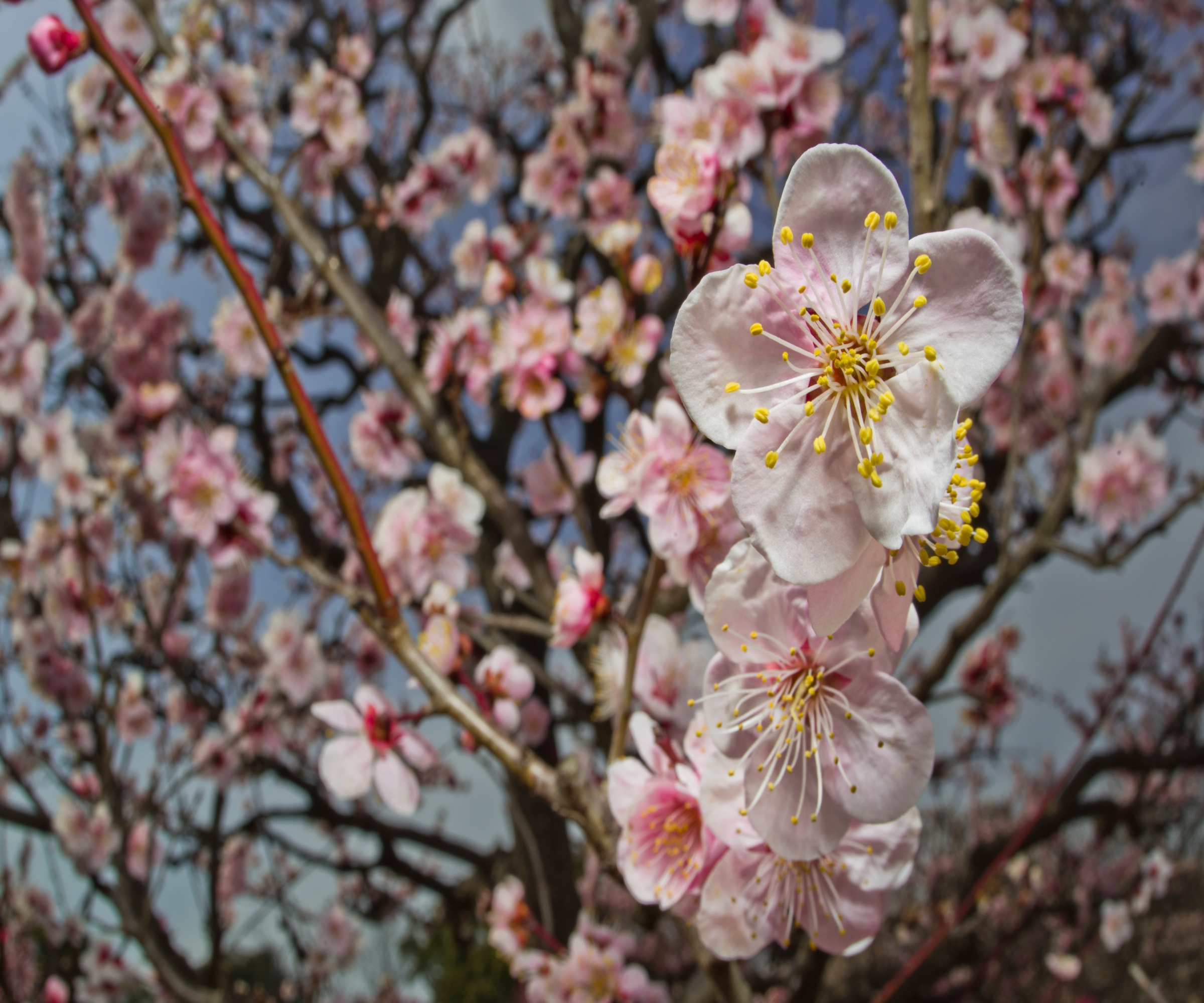 Close up of pale pink Prunus mume blossom