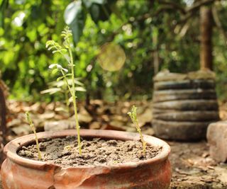 chickpeas as seedlings growing in large containers in kitchen garden