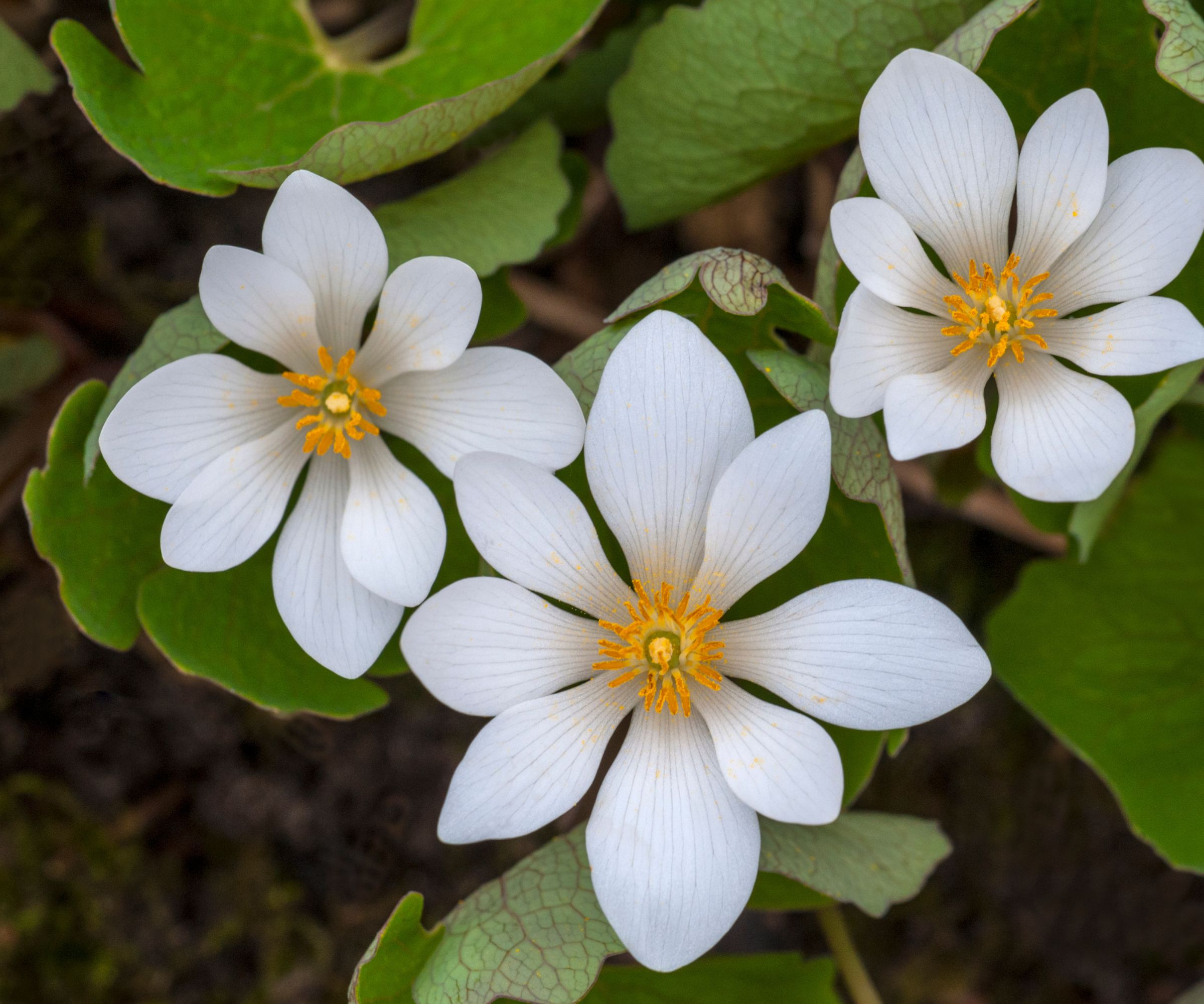 Bloodroot (Sanguinaria canadensis), one of the earliest Spring Wildflowers.