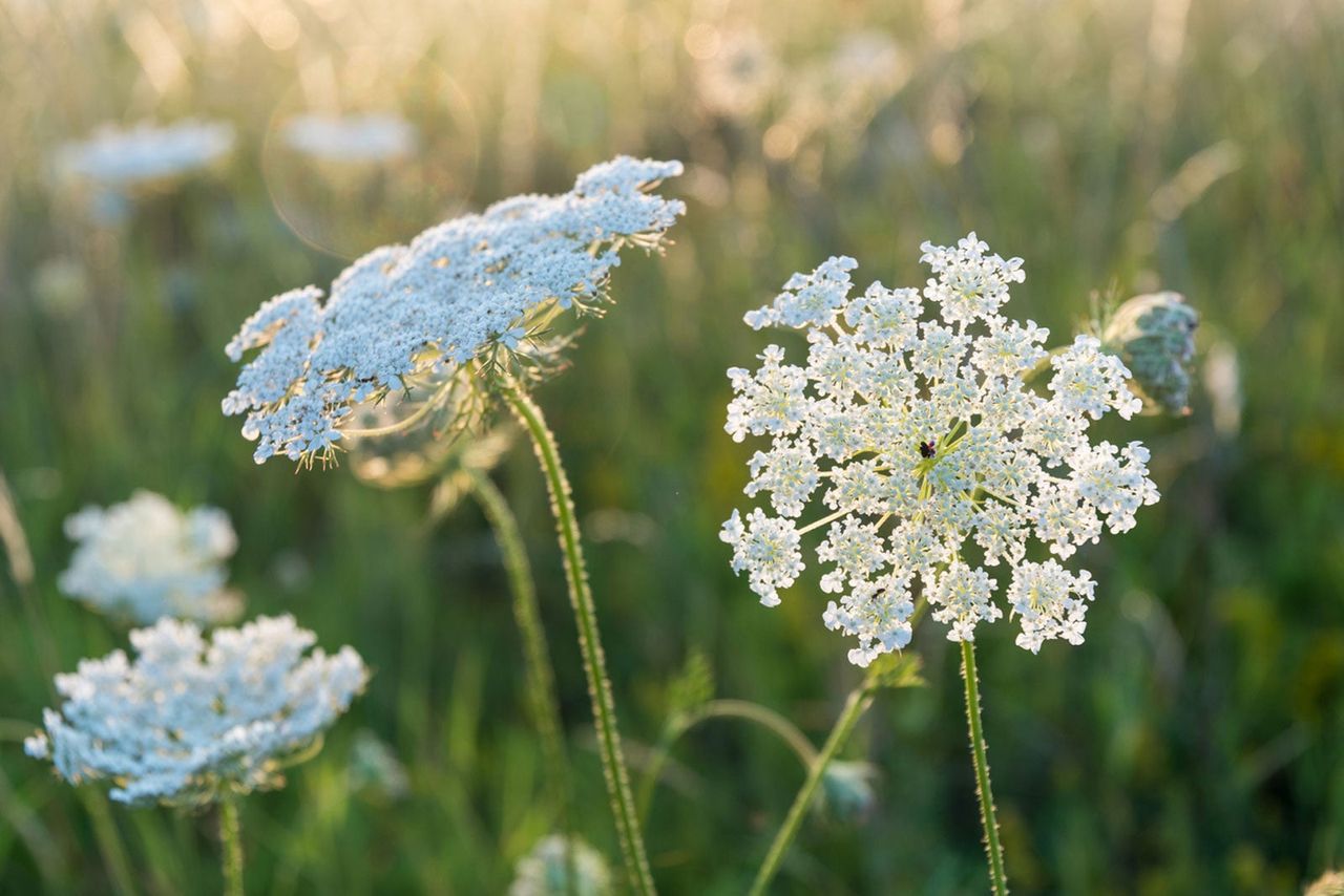 White Queen Anne&amp;#39;s Lace Plant