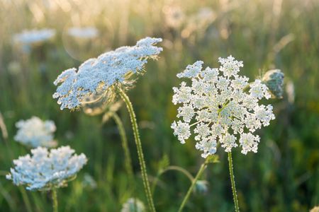 White Queen Anne's Lace Plant