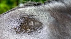 Alamy-DE3M85_397007792_695577452.jpg