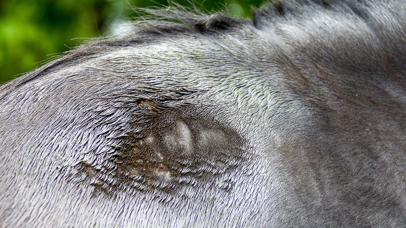 Alamy-DE3M85_397007792_695577452.jpg
