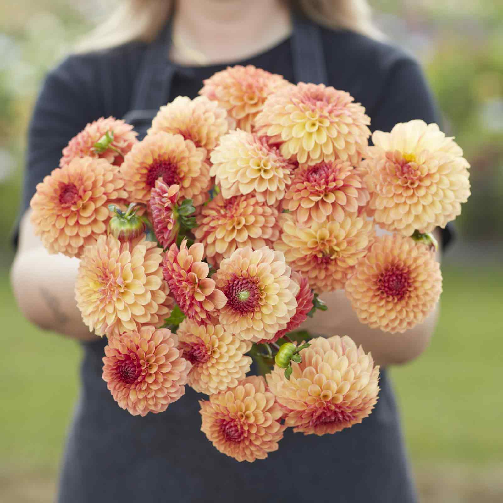 Dahlia Tubers (ball) - Bonanza
