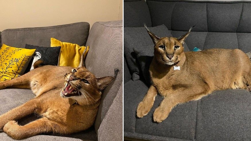 caracal cat pet