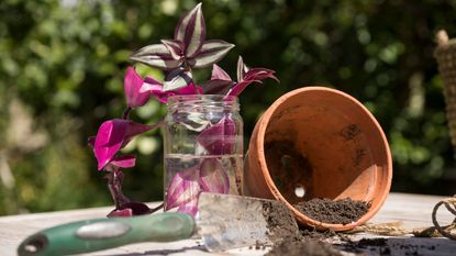 how to propagate tradescantia Tradescantia Zebrina cuttings in water with pot and soil for repotting